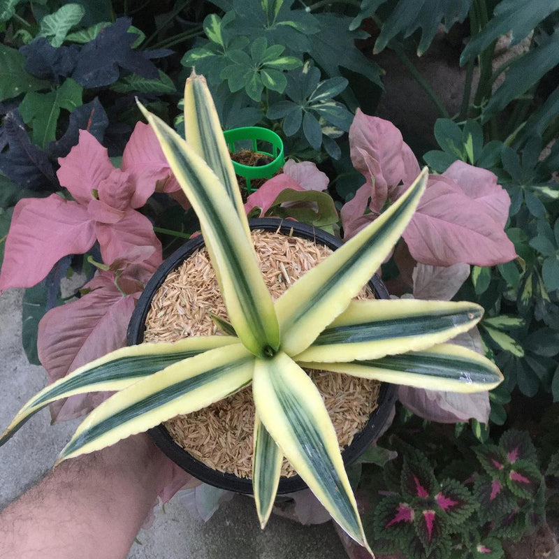 sansevieria katana variegated