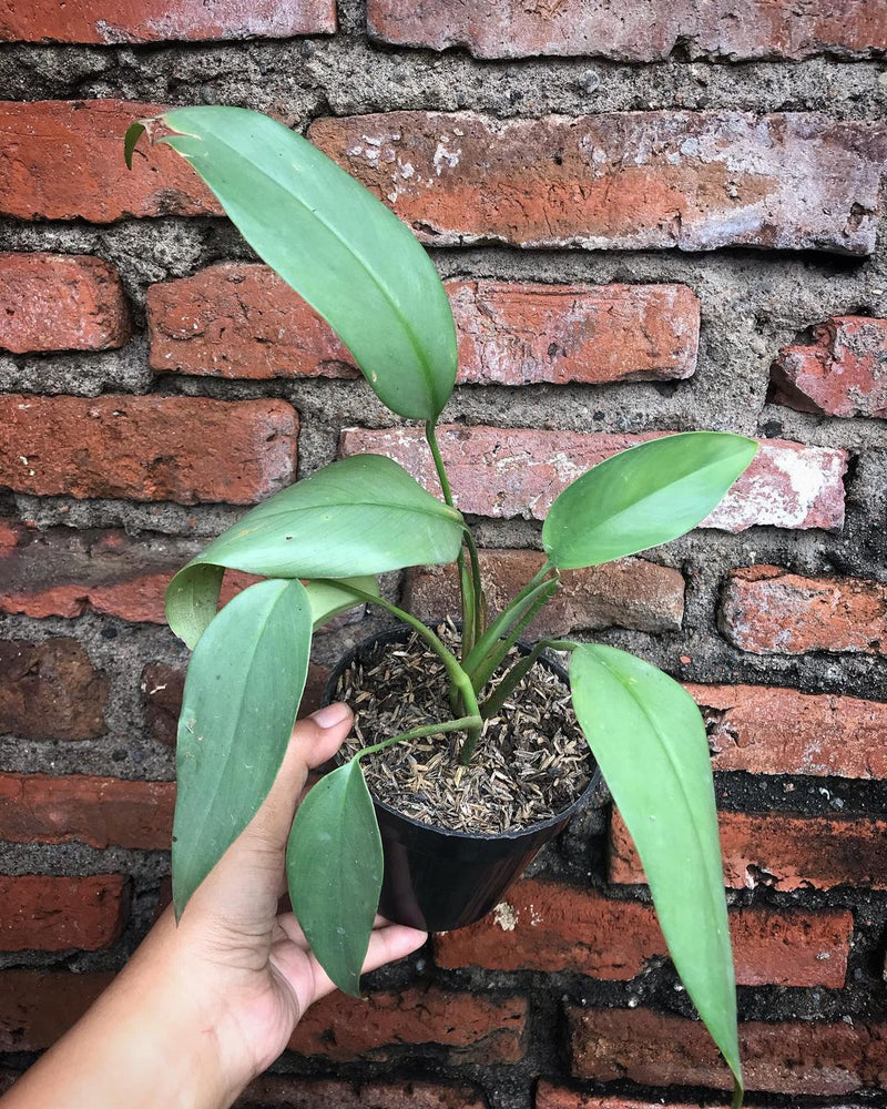 Epipremnum Giganteum Silver