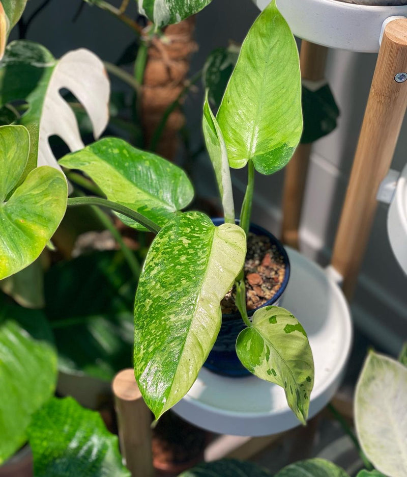 Philodendron Jose Buono Variegated