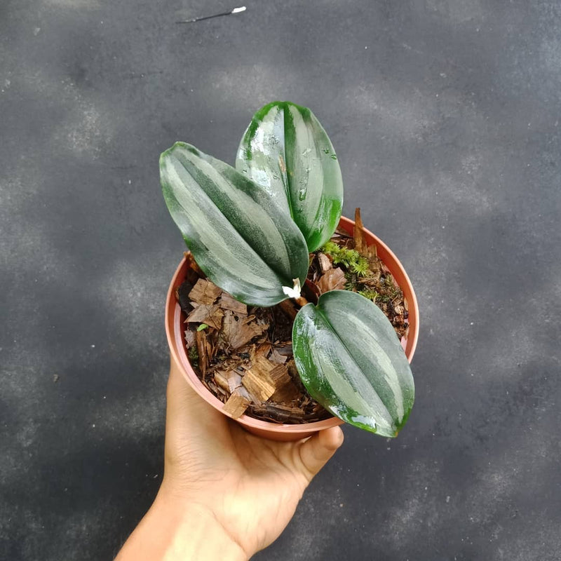 Scindapsus Dark Silver