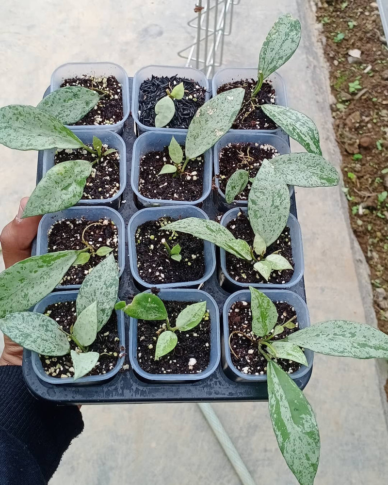 Hoya Lacunosa Silver Lime