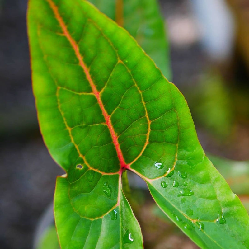 Alocasia Cyrtosperma Johnstonii Black Jack