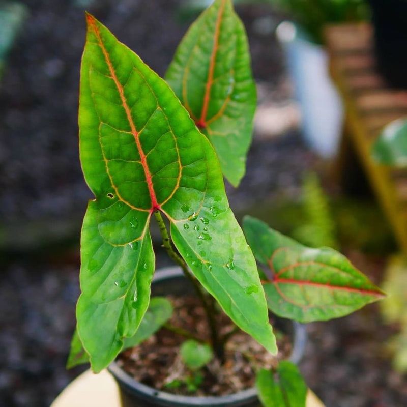 Alocasia Cyrtosperma Johnstonii Black Jack