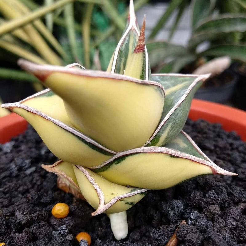 Sansevieria Rorida Variegated