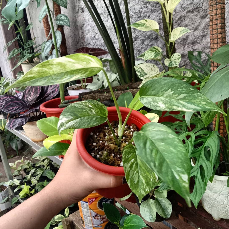 Epipremnum pinnatum Yellow Variegated