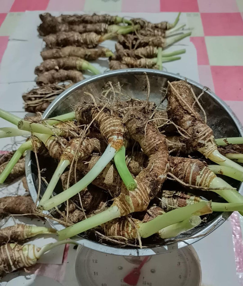 10 Tubers Alocasia watsoniana