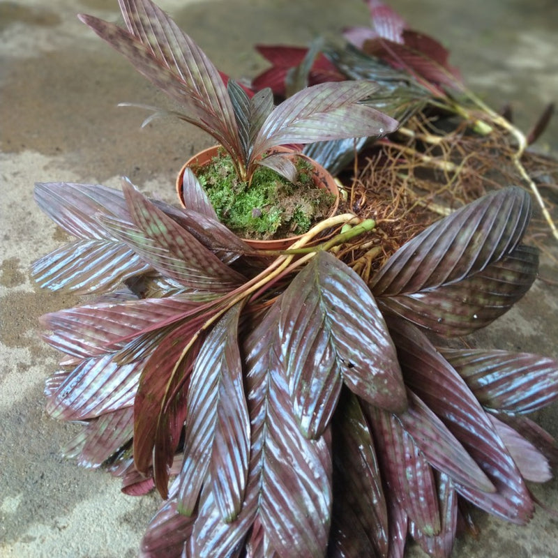 Palm Pinanga Veitchii / Palm Red Borneo