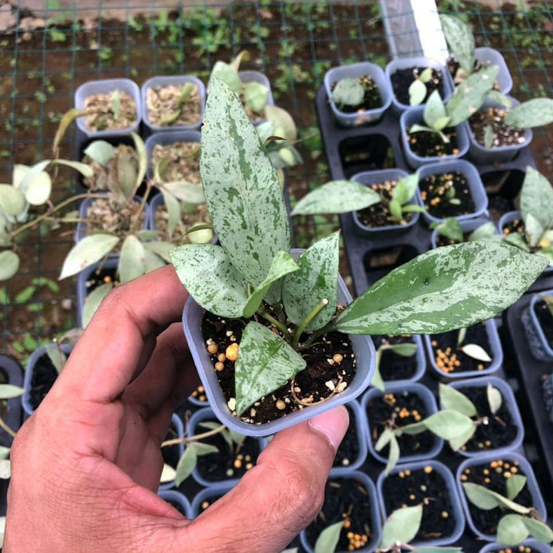 Hoya Lacunosa Silver Lime