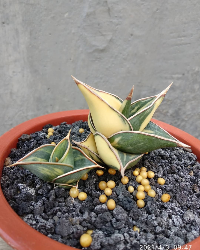 Sansevieria Rorida Variegated