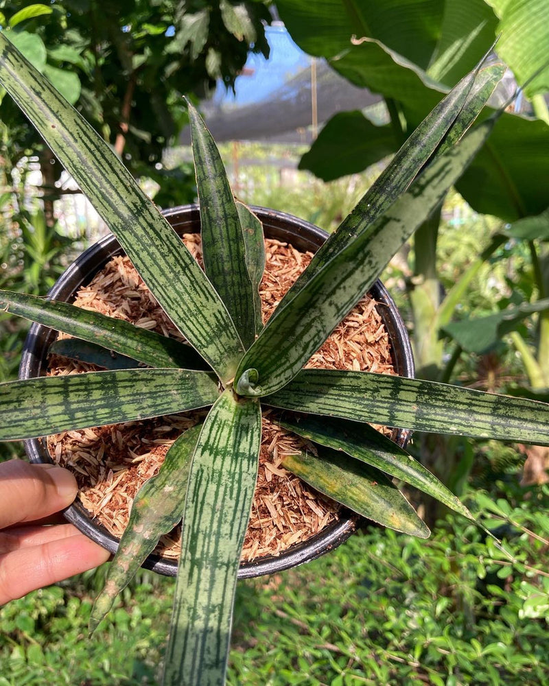 Sansevieria Lady Charm