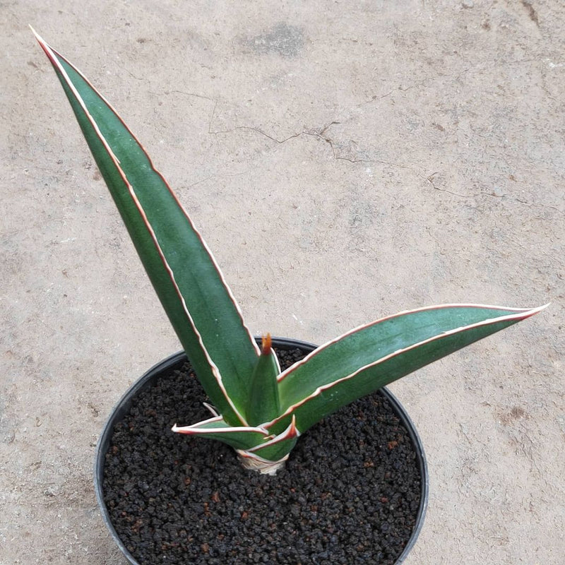 Sansevieria doris Pfennig  Variegated