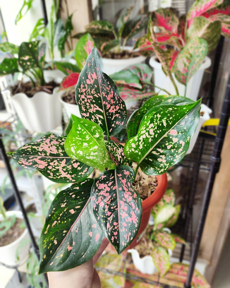 Aglaonema Pink Dalmation