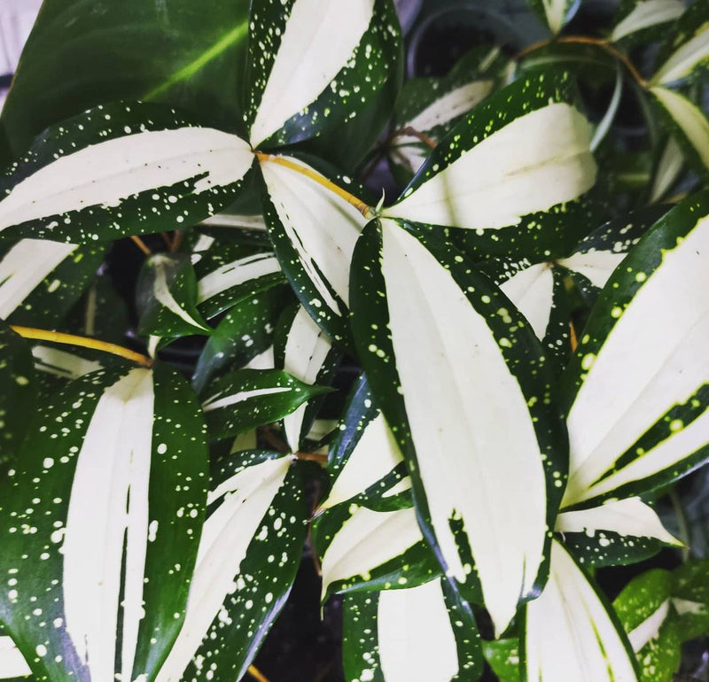 12 Dracaena Milky Way Variegated