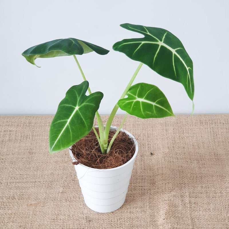 Alocasia Frydek