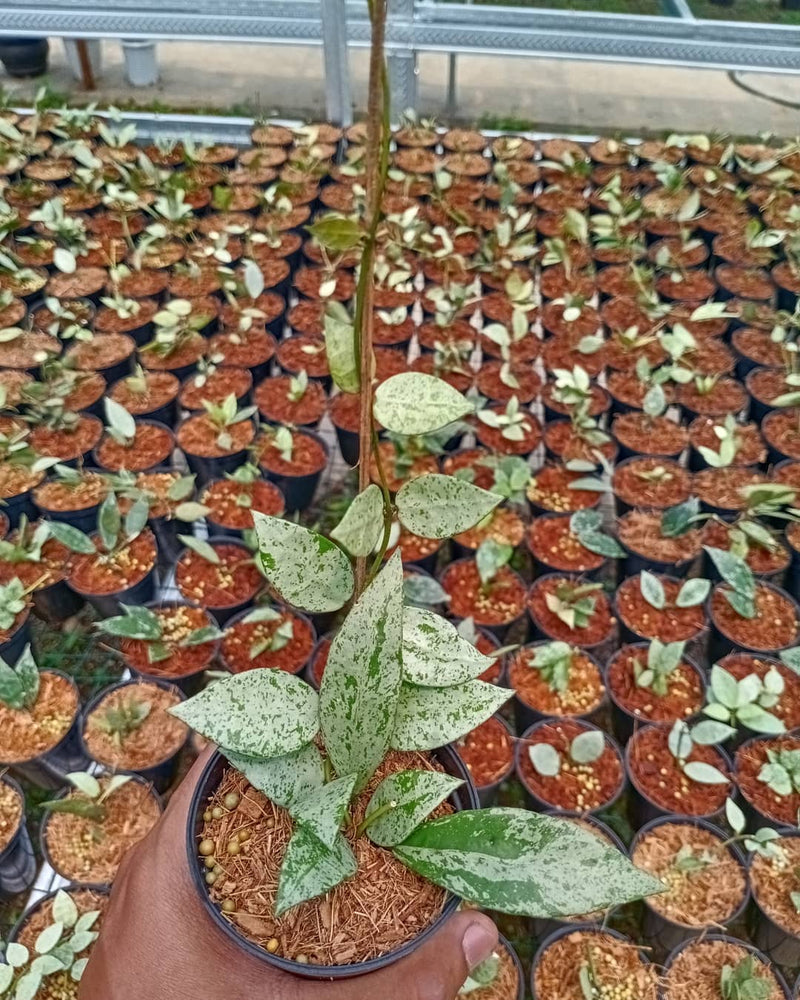 Hoya Lacunosa Silver Lime