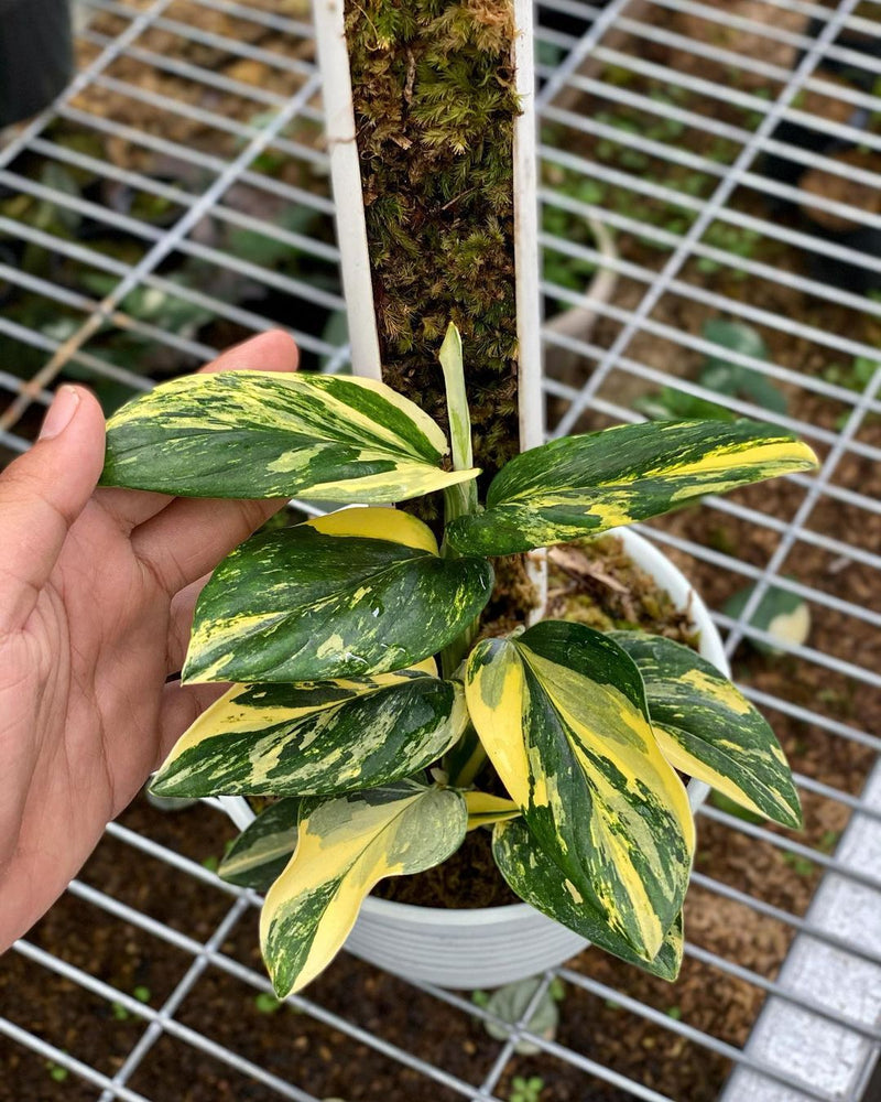 Monstera Standleyana Yellow Variegated