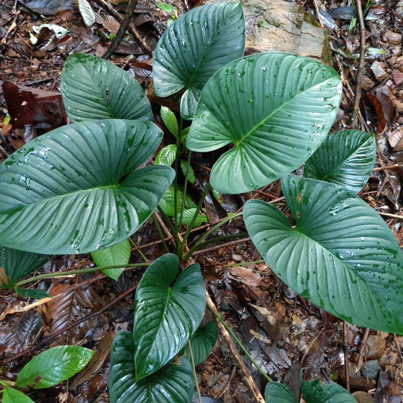 Homalomena Rubescens