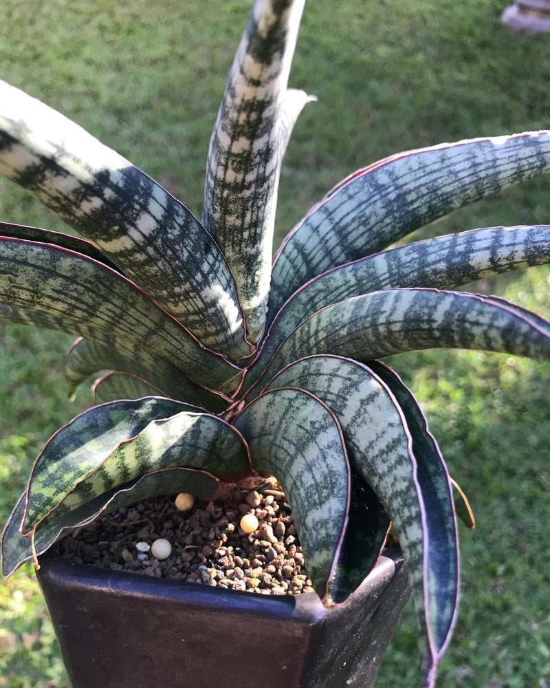 Sansevieria Lady Gaga