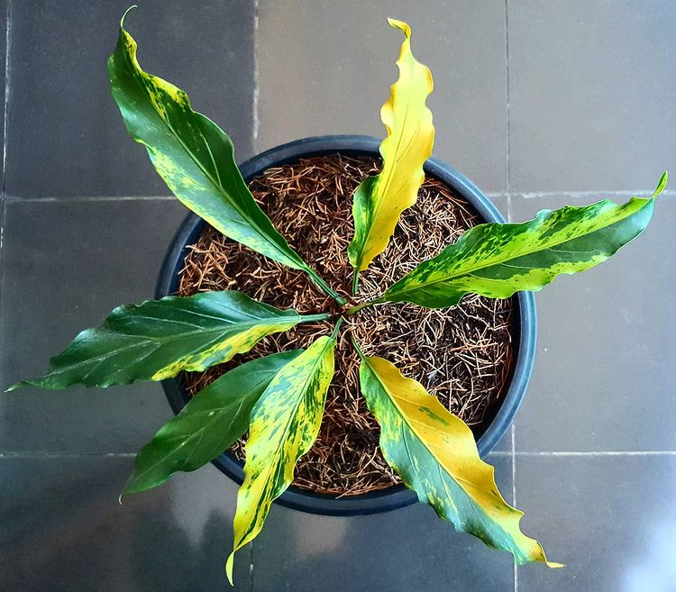 Anthurium plowmanii variegated