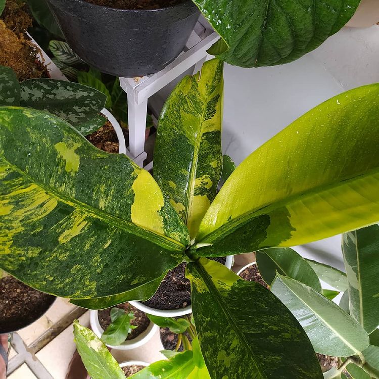 Philodendron Dieffenbachia Panglima Variegated