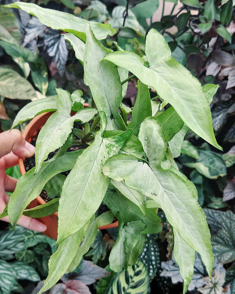 Syngonium Ngernlai Ma