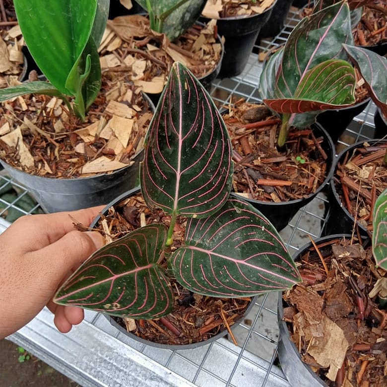 12 Aglaonema Rotundum