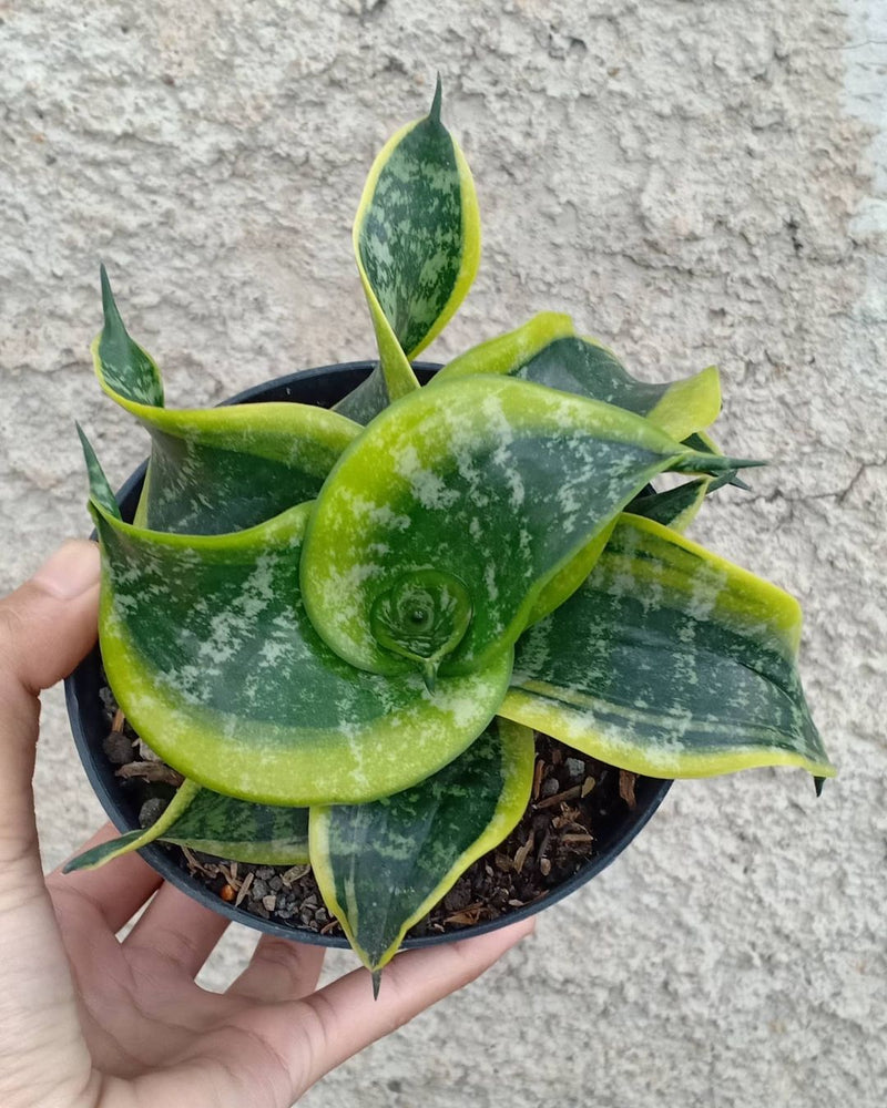 Sansevieria Hahnii Twister Tsunami