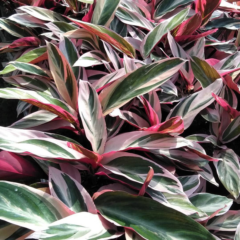 Calathea Meranti Bali