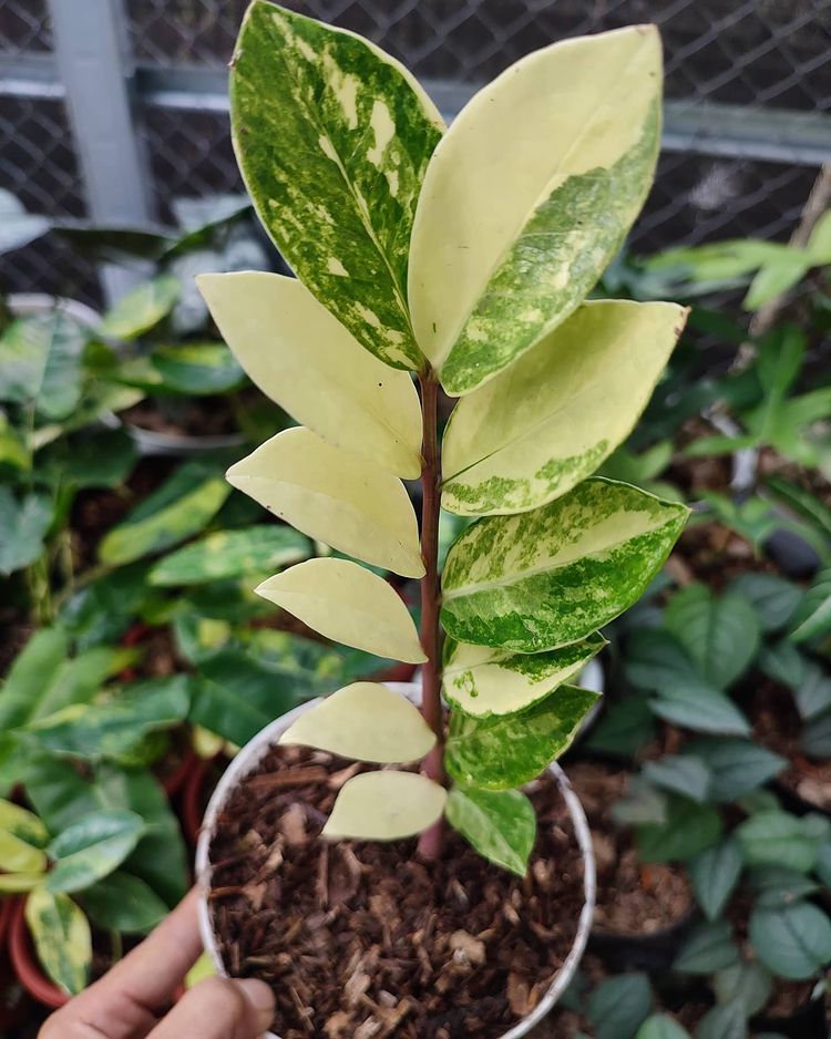 Zamia Culcas ZamIfolia Variegated