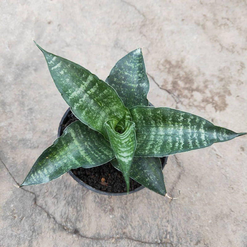 Sansevieria Cordova