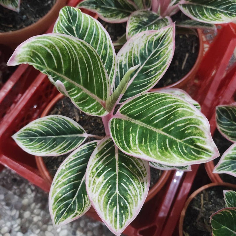 Aglaonema Minion