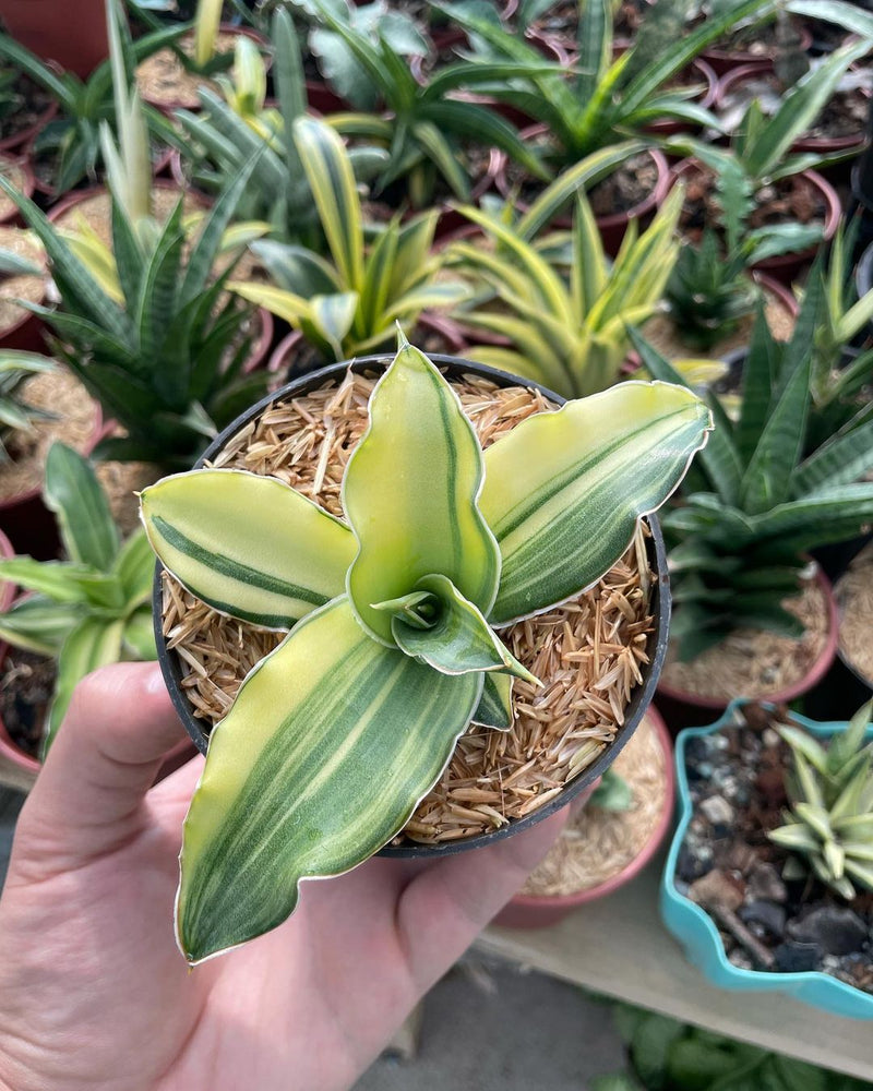 Sansevieria Kimayo Variegated