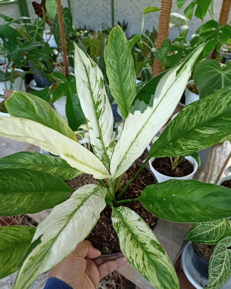 12 Spathypillum Variegated