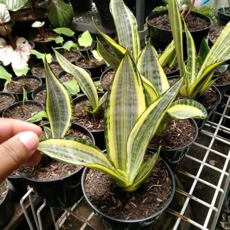 Sansevieria Gold Banner