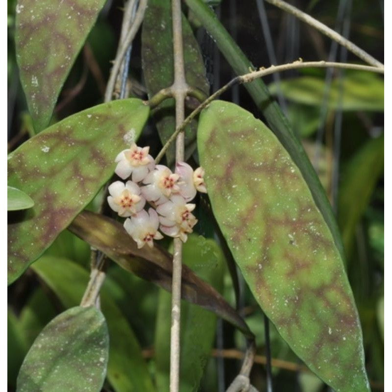 Hoya Scortechinii pink Sp Borneo