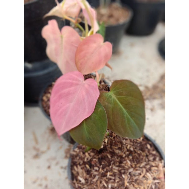 Philodendron Pink Mican