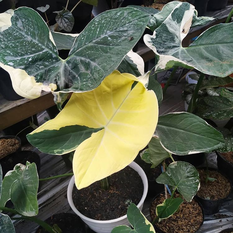 Alocasia Xanthosoma Albo Marginata Variegated