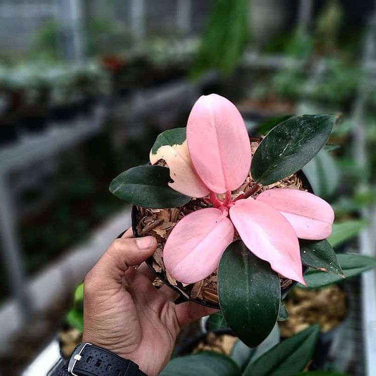 Philodendron Pink Congo