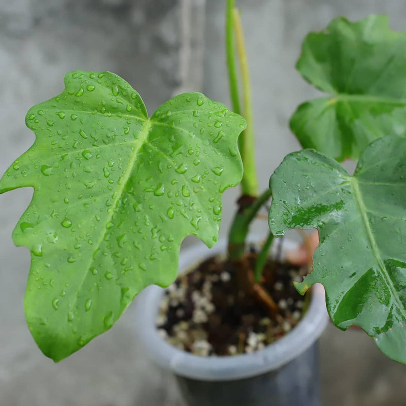 Philodendron Lacerum