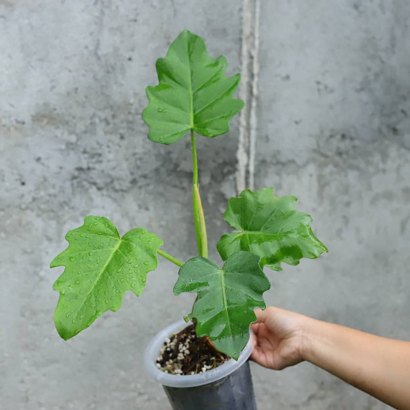 Philodendron Lacerum