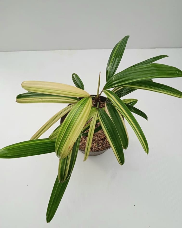 Rhapis Excelsa Variegated