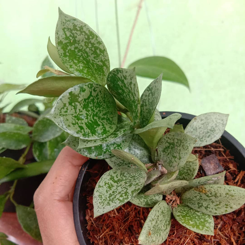 Hoya Lacunosa Eskimo