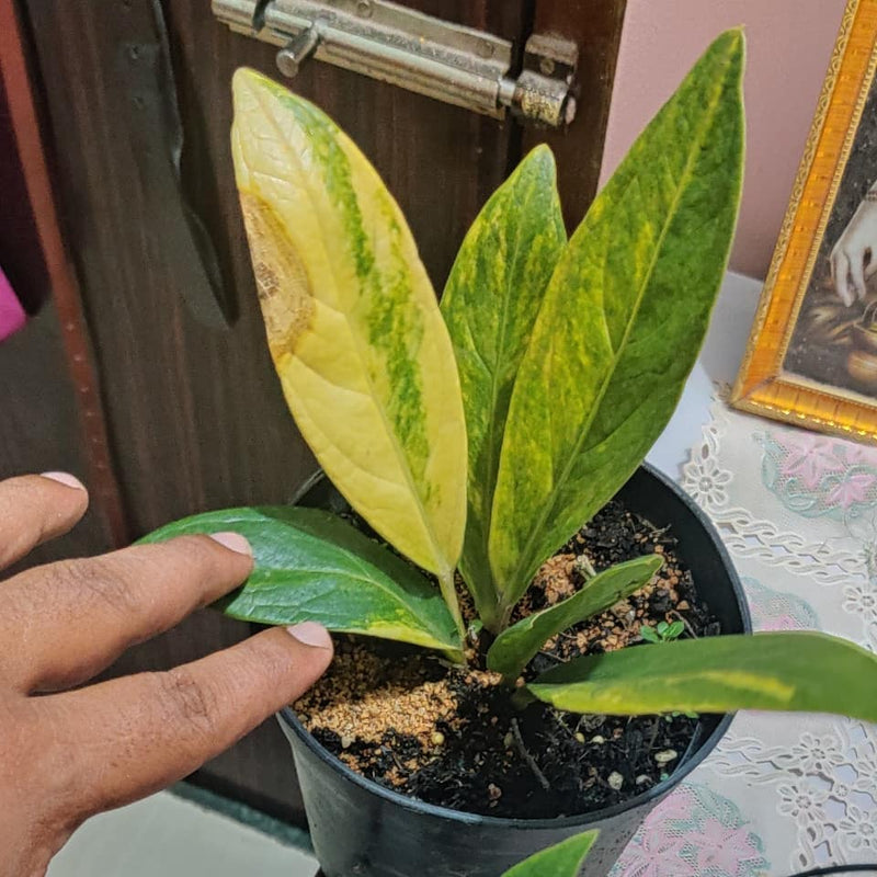 Anthurium Jenmanii Variegated