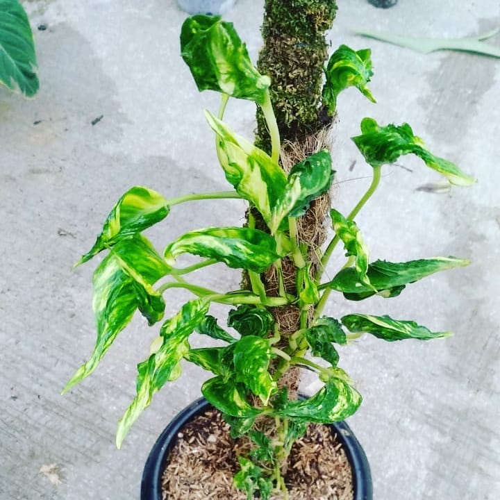 Epipremnum Shangrila Variegated