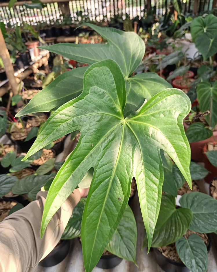 Anthurium Pedatoradiatum