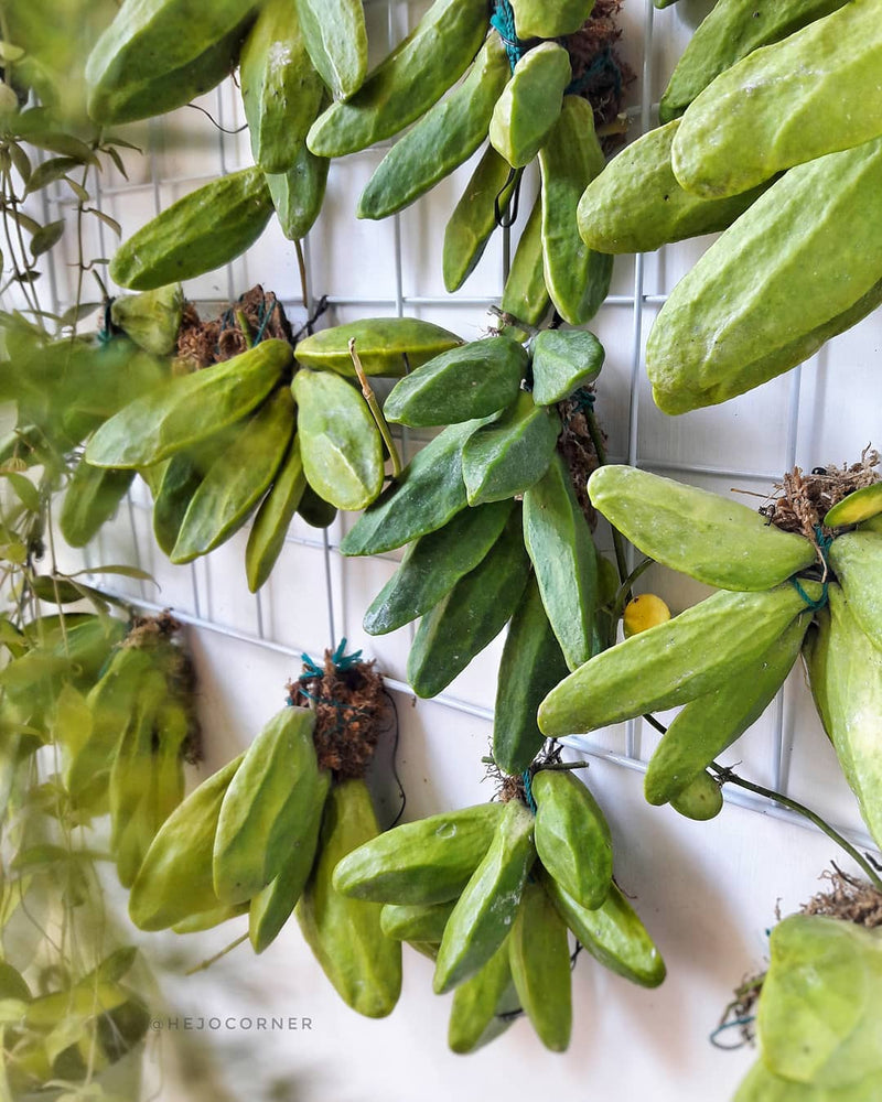 Hoya Dischidia major