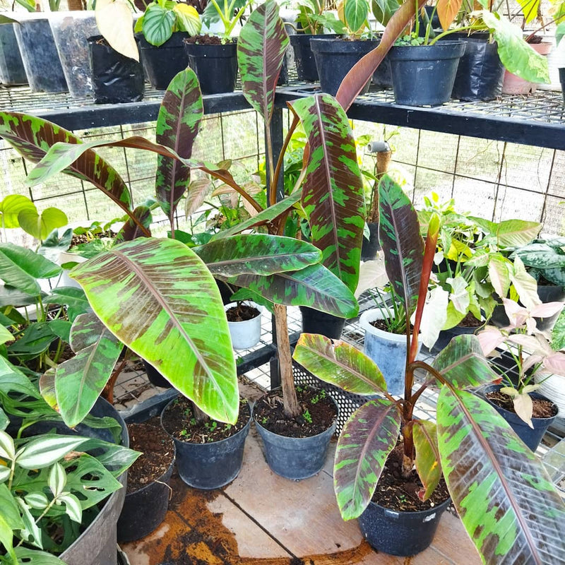 Banana Blood musa zebrina Variegated