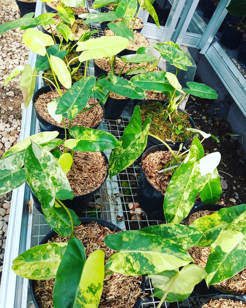 12 Philodendron Burlemarx Variegated