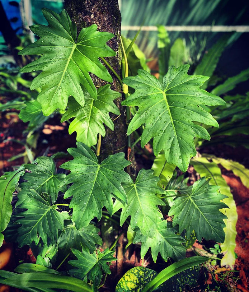 Philodendron Lacerum