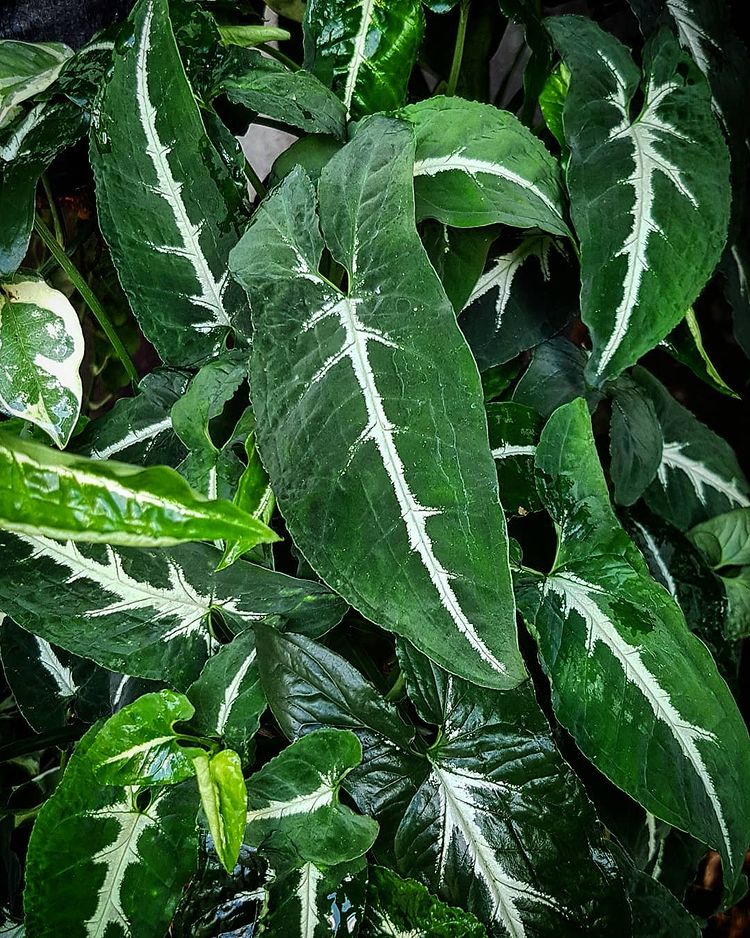 12 Syngonium Wendlandii